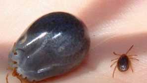 Prva pomoć i liječenje pasa i mačaka nakon ugriza encefalit